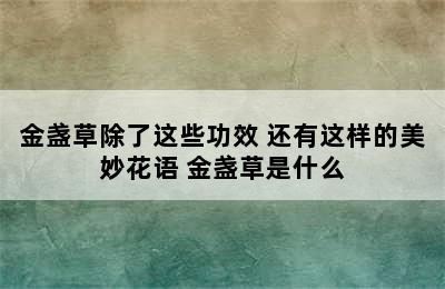 金盏草除了这些功效 还有这样的美妙花语 金盏草是什么